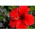 Hibiscus-Chinese